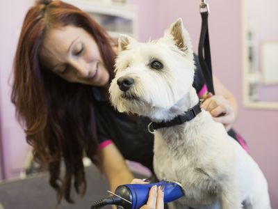 Dog groomer shaving West Highland Terrier