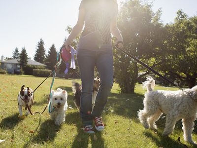 Teenage girl walking several dogs in sunny park