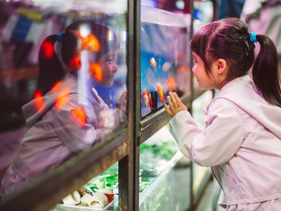 Little girl looking into a gold fish tank
