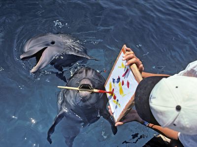 Bottlenose Dolphin paints with paintbrush, while dolphin trainer holds the artwork