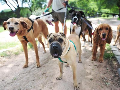 A dog walker with six dogs