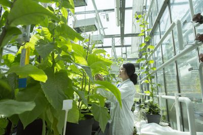 Scientist testing plant sample in greenhouse lab
