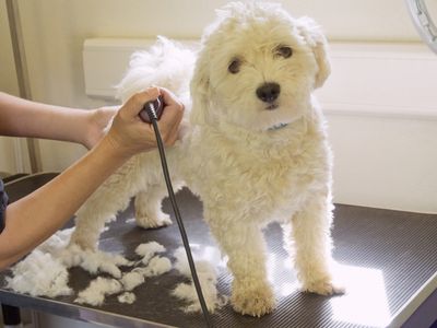 A dog being groomed