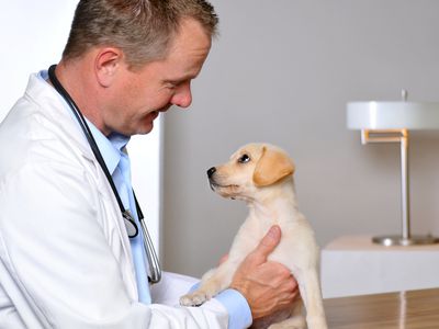Vet examining a puppy