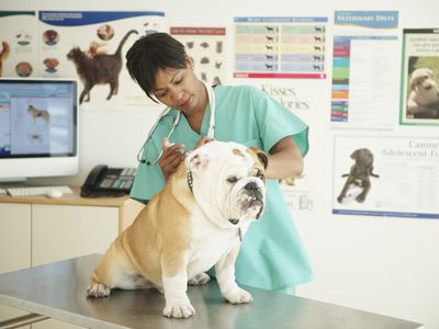Veterinarian giving bulldog a shot