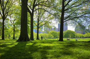 great lawn in central park