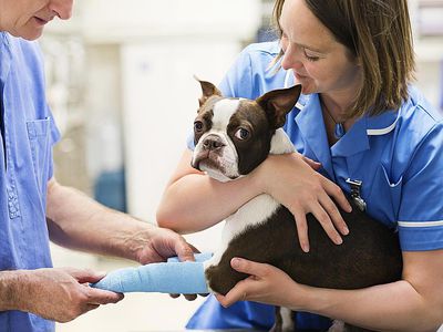 Veterinarians bandaging dog's leg in vet's surgery
