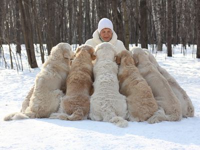 Woman training a pack of Golden Retrievers in the snow