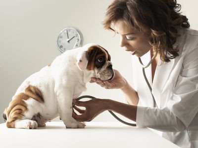 Vet student examining a puppy