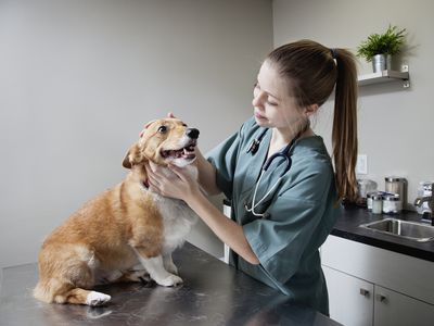 Veterinarian doing a check-up on a Corgi in clinic