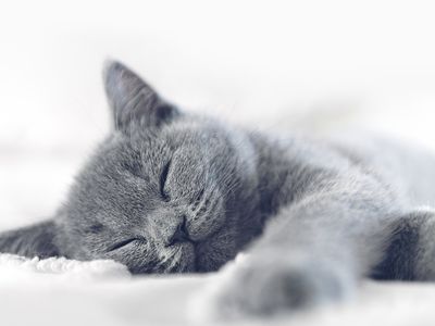 Portrait of a kitten Sleeping