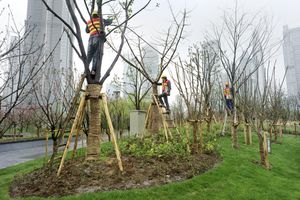 Workers tending planted trees