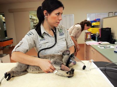 Australian Wildlife Hospital nurse listens to koala's heartbeat.