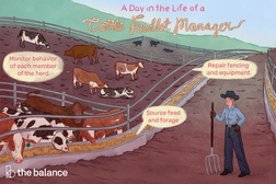 A day in the life of a cattle feedlot manager: Monitor behavior of each member of the heard; repair fencing and equipment; source feed and forage