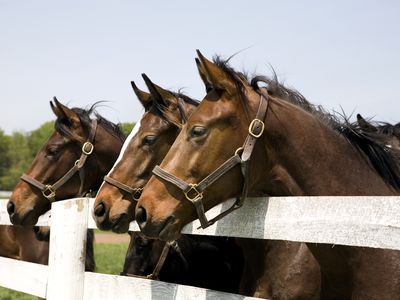 Thoroughbred Racehorses standing at a fence.