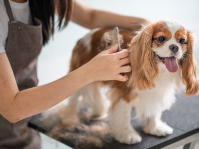 Certified dog groomer brushing a King Charles Spaniel.