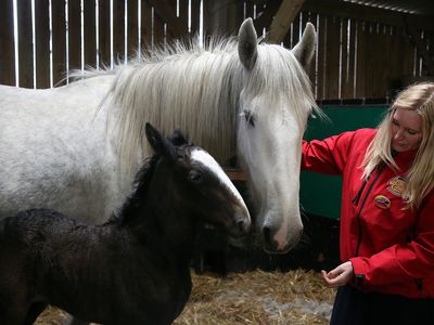 Rare Shire Horse Foal Makes A Public Appearance