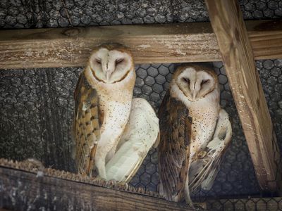 Two barn owls in captivity