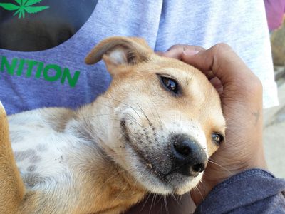 Stray Dog Finds Safety In Helping Arms Of Men