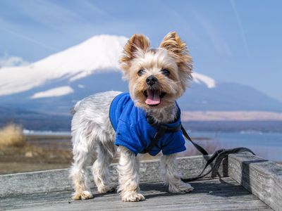 Souvenir picture backed by Mount Fuji