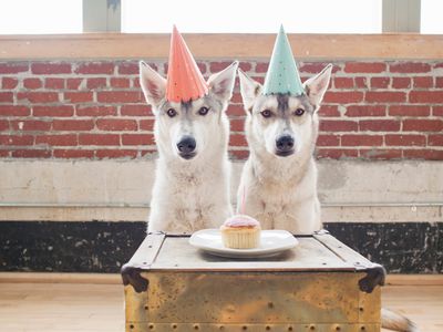 Portrait of two husky dogs in party hats with cupcake