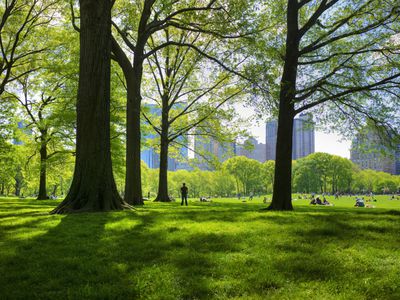 great lawn in central park