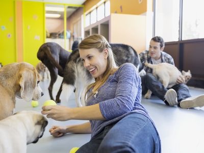 Pet daycare owner with tennis ball playing with dogs
