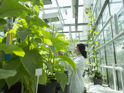 Scientist testing plant sample in greenhouse lab