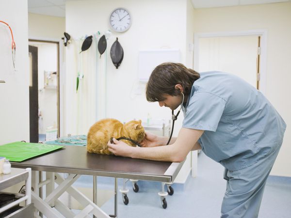 Veterinarian examining cat