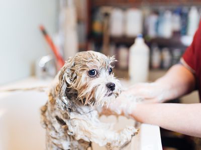 Lhasa apso at grooming salon