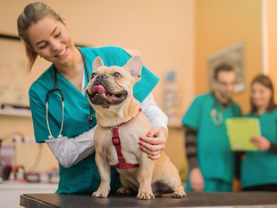 Young French Bulldog on the visit to the vet.