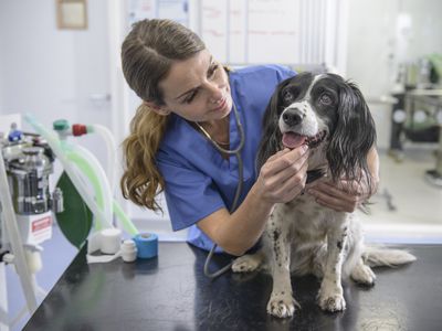 Veterinarian tending to dog patient