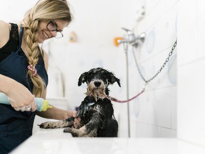 Smiling female groomer bathing schnauzer in sink at pet salon