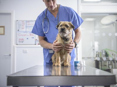 A veterinarian with a canine patient at work