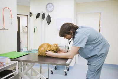 兽医检查猫“width=