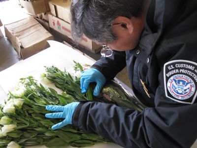 海关与边境保护局农业专家