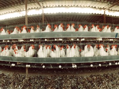 Rows of chickens on a poultry farm
