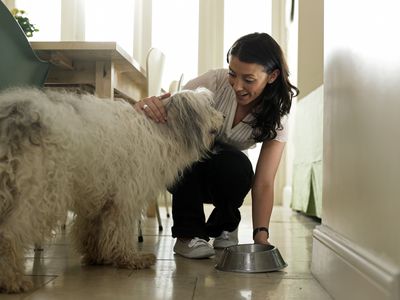 A pet sitter putting water bowl down for a sheepdog in her client's home.