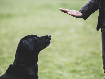 A dog trainer giving a hand command to Black Labrador dog.