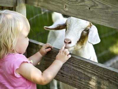 Child touching goat at a petting zoo