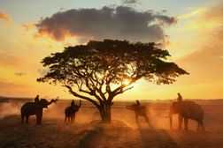 Elephant and Man hometown in the field on during sunrise ,Surin Thailand