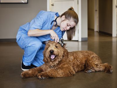 Veterinarian examining a dog