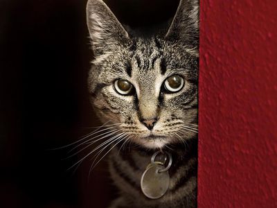 Tabby Cat Hiding Behind Red Wall