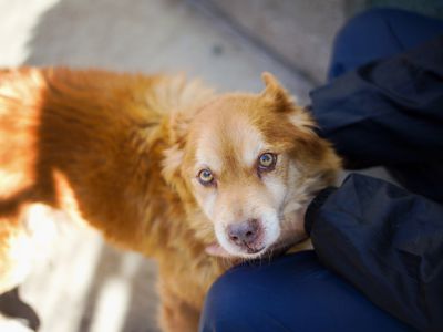 animal control officer petting a dog