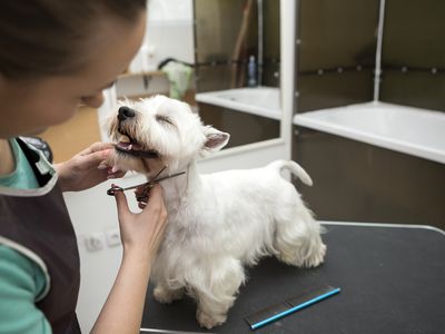 Certified dog groomer giving happy terrier a haircut.
