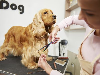 Female groomer trimming cocker spaniel at dog grooming salon