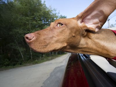 Vizsla dog hanging out convertable car while riding