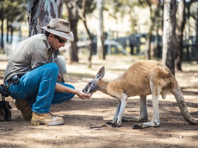 Zookeeper hand-feeding a kangaroo.