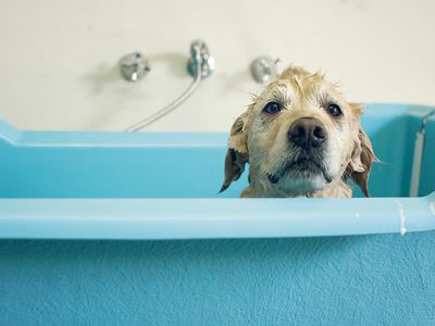 Wet dog looking sad peeks over the edge of a bathing tub at groomers