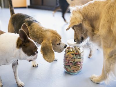 Dogs sniffing at a jar with biscuits at pet boarding facility.